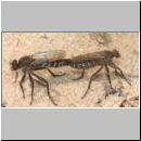 Lasiopogon cinctus - Raubfliege 02 10mm.jpg